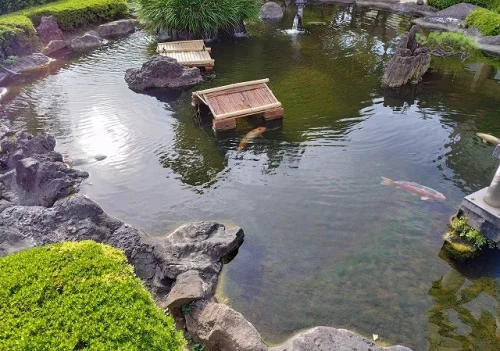 日本庭園の池で泳ぐ鯉